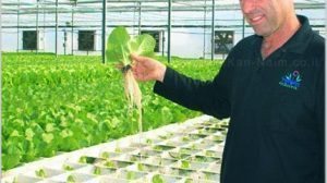 אסף צוק מ’משתלות חישתיל’ מציג את גוש שורשי החסה שמוכן לגידול על מים | עיבוד צילום: שולי סונגו