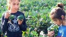 ברוקומיני, ירק שהכנתו מהירה מאוד ומתאימה לשלל מאכלים, הילדים אוהבים אותו מאד