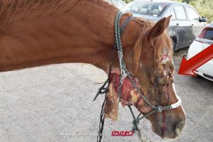 אור יהודה חשוכה: חיות אדם התעללו בסוס וריסקו חצי מפניו | צילום: צביה מילדנברג, משרד החקלאות