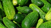 משרד החקלאות פתח יבוא פטור ממכס לתעשיית המלפפונים החמוצים | עיבוד צילום: שולי סונגו©