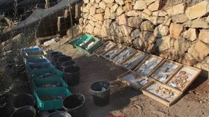 אלפי עצמות חלק משאריות הרגלי התזונה של תושבי ירושלים לפני 2000 שנה, נחשפו מרחב החפירות באיזור עיר דוד בירושלים | צילום: אסף פרץ, לע"מ
