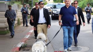ראש הממשלה בנימין נתניהו בטיול עם קאיה, הכלבה המלכותית | העולם הזה על פי אורי אבנרי | עיבוד צילום: שולי סונגו ©