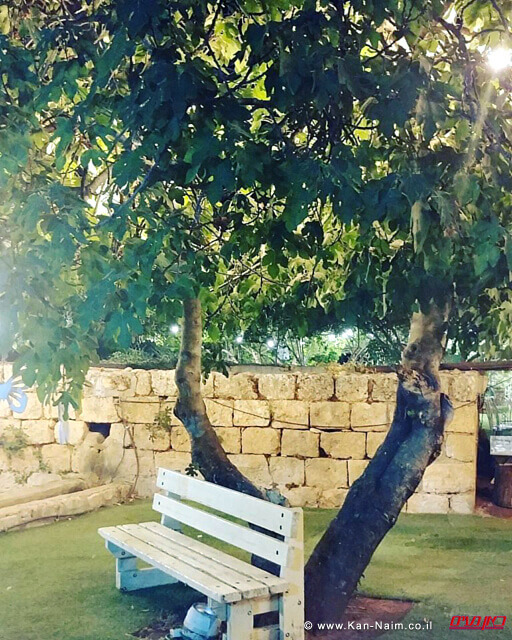 עץ התאנה הקשיש ב'אחוזת דוברובין' | צילום: יעל שביט עץ התאנה הקשיש ב'אחוזת דוברובין' | צילום: יעל שביט