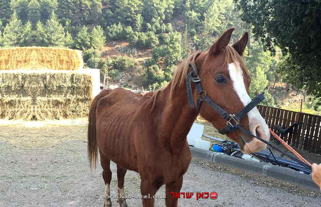 סוס רזה במיוחד, שסבל מהתעללות והזנחה במושב שפר בצפון הארץ | צילום: יובל הדני, משרד החקלאות