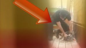 הצעיר שתועד בועט בכלבתו ומטיח ראשה ברצפה