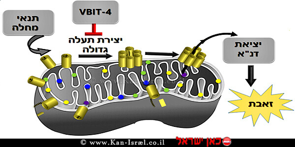 הצגה סכמטית המנגנון המוצע ליציאת DNA מיטוכונדריאלי