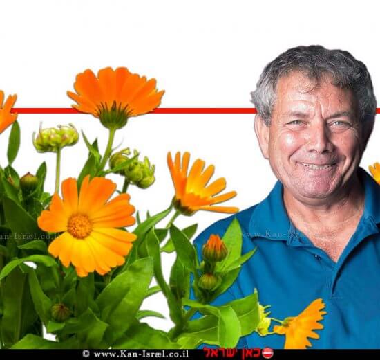 אבי ציטרשפילר, הרבליסט, עשבונאי ובעל "חוות דרך התבלינים" ברקע: קלנדולה-ציפורני חתול | צילום: רמי זרנגר | עיבוד צילום: שולי סונגו ©