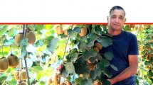 ירון בלחסן, מנכל ארגון מגדלי הפירות בין עצי מטעי הקיווי בקיבוץ מלכיה | עיבוד: שולי סונגו ©