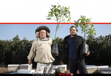 מאור ירקוני מנהל "חקלאות קבוצת כינרת" ומשמאל: הדבוראי גל כינרתי מכוורת קיבוץ כינרת | צילום: מועצת הדבש | עיבוד צילום: שולי סונגו ©
