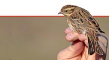 ציפור השיר 'גבתון לבן גרון' (Emberiza rustica) שלכדה והוּטבעה בפארק הטבע והצפרות 'אגמון החולה קקל' | צילום: שי אגמון | עיבוד צילום: שולי סונגו ©