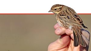 ציפור השיר 'גבתון לבן גרון' (Emberiza rustica) שלכדה והוּטבעה בפארק הטבע והצפרות 'אגמון החולה קקל' | צילום: שי אגמון | עיבוד צילום: שולי סונגו ©