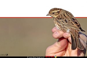 ציפור השיר 'גבתון לבן גרון' (Emberiza rustica) שלכדה והוּטבעה בפארק הטבע והצפרות 'אגמון החולה קקל' | צילום: שי אגמון | עיבוד צילום: שולי סונגו ©