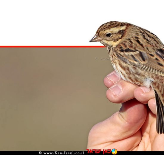ציפור השיר 'גבתון לבן גרון' (Emberiza rustica) שלכדה והוּטבעה בפארק הטבע והצפרות 'אגמון החולה קקל' | צילום: שי אגמון | עיבוד צילום: שולי סונגו ©