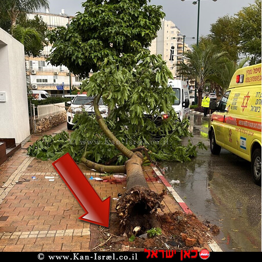 העץ שקרס בסערה ברחוב דרך רזיאל בנתניה ופצע קשות גבר בן 49 | צילום: דוברות המשטרה | עיבוד צילום: שולי סונגו ©