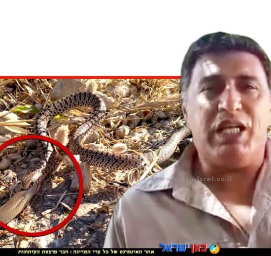 דר’ יריב מליחי, אקולוג מחוז מרכז ברשות הטבע והגנים, ברקע: זעמן שחור צעיר, מנסה לאכול נחושית נחשונית לטאה חסרת רגליים – תיעוד המיוחד ב-עין לבן שבהרי ירושלים | צילום: אושרי בן לולו, רשות הטבע והגנים | עיבוד: שולי סונגו©