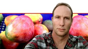דר' עומר קראין, חוקר במו"פ צפון-מיגל, מחקר חדש לעיצוב מטע מנגו צפוף בשיטה של מבנה 'קיר פירותי' | עיבוד צילום: שולי סונגו©