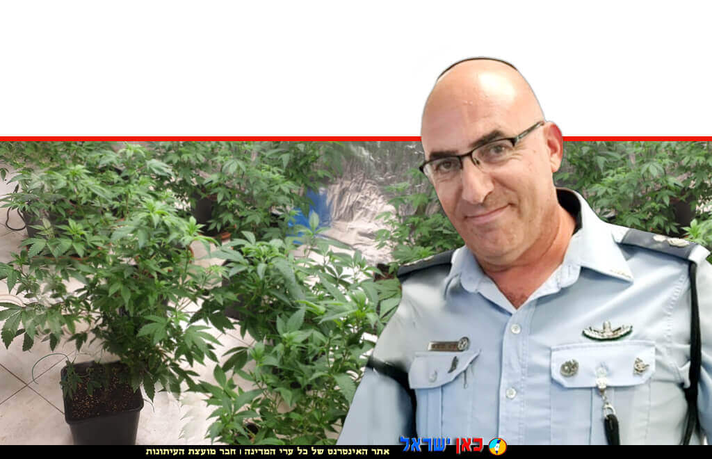 מפקד תחנת משטרת חדרה, סגן ניצב זוהר מסלואי | ברקע: שתילי קנאביס בבית בחדרה | צילום: דוברות המשטרה | עיבוד צילום: שולי סונגו ©