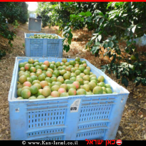 קטיף אשכליות אדומות בפרדס בקיבוץ עֵין גֵּב בצפון הארץ | צילום: צילום: אריאל צור, קיבוץ עין-גב | עיבוד צילום: שולי סונגו©