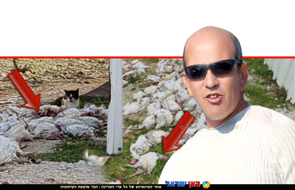 אבי בן שושן ממלא מקום מנהל יחידת הפיצוח ברקע: עבירות על פקודת בע"ח בלול מטילות במושב דובב בלול מטילות במושב דובב | עיבוד: photolab | עיבוד צילום: שולי סונגו ©