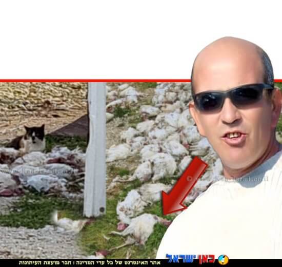 אבי בן שושן ממלא מקום מנהל יחידת הפיצוח ברקע: עבירות על פקודת בע"ח בלול מטילות במושב דובב בלול מטילות במושב דובב | עיבוד: photolab | עיבוד צילום: שולי סונגו ©