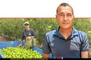מנכ"ל ארגון מגדלי הפירות בישראל' ירון בלחסן ברקע: אסף שוורץ מנהל מטע קיבוץ יראון בקטיף תפוח בגבול | צילום: מטע יראון | עיבוד צילום: שולי סונגו ©