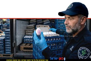 מפקח יחידת הפיצו"ח (היחידה המרכזית לאכיפה וחקירות) במשרד החקלאות וביטחון המזון בוחן ביצים שהוברחו בניסיון שיווק | צילום: משרד החקלאות | צילום: הדמייה Gemini Google | עיבוד: שולי סונגו ©
