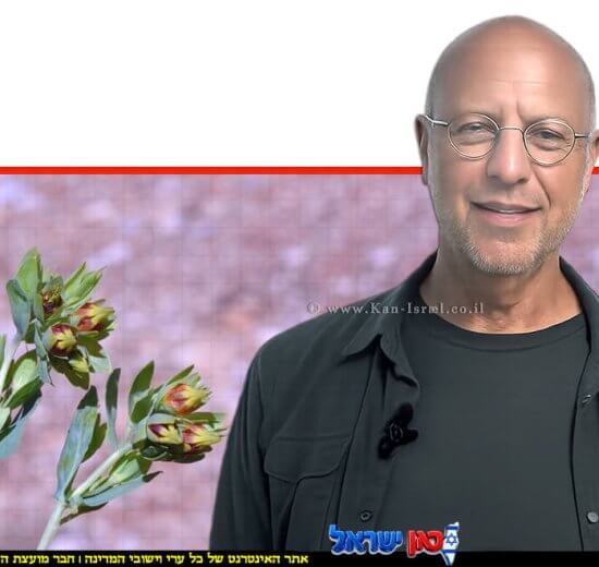 הבוטנאי ד"ר אורי פרגמן-ספיר מתעד לראשונה את פריחתו של צמח נדיר ביותר, הדונגית הקטנה, בשמורת הטבע הר החרמון | עיצוב: הדמייה AI | שולי סונגו©