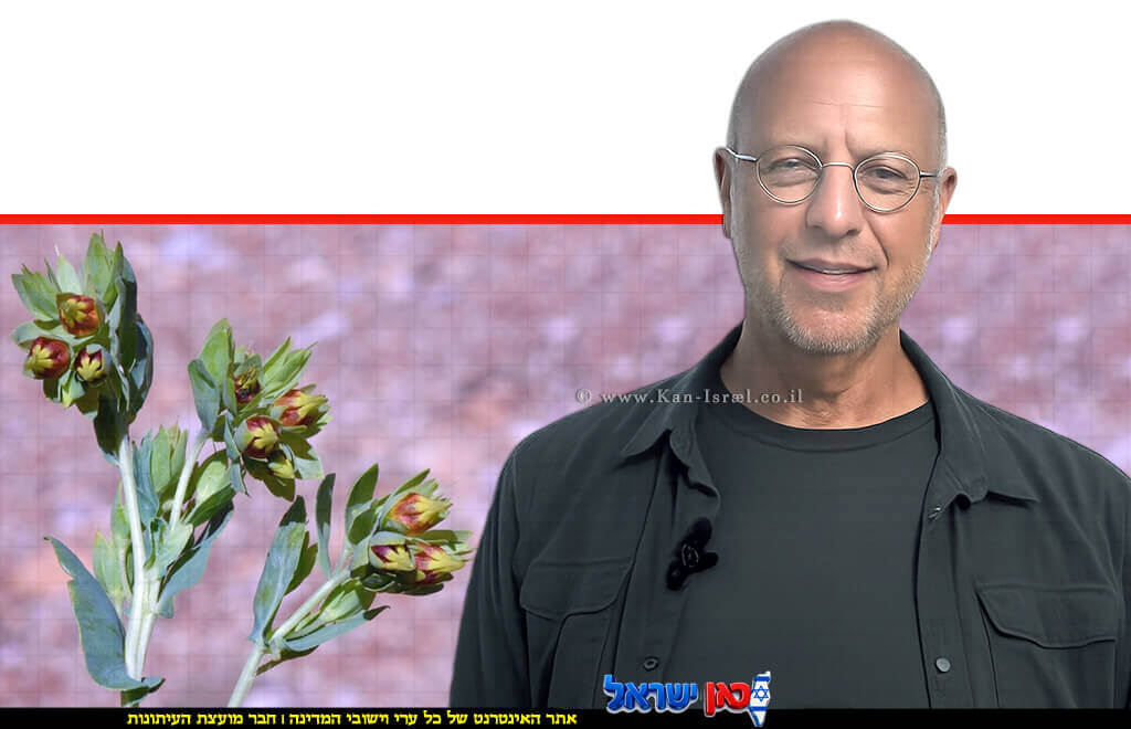 הבוטנאי ד"ר אורי פרגמן-ספיר מתעד לראשונה את פריחתו של צמח נדיר ביותר, הדונגית הקטנה, בשמורת הטבע הר החרמון | עיצוב: הדמייה AI | שולי סונגו©
