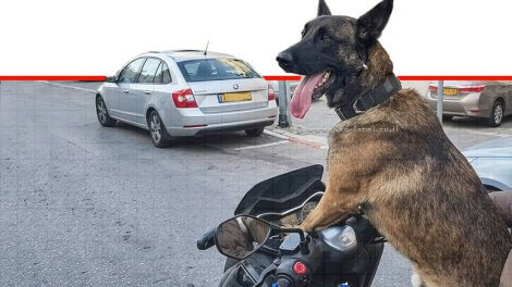 רוכב אופנוע סיכן חיי כלבו בשביל לייקים ברשת והודות לתיעוד זומן לדין | צילום: משטרת ישראל | עיבוד: Gemini Google | עיצוב: שולי סונגו©