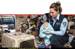 פקחית יחידת האכיפה והחקירות של משרד החקלאות והחי מחלצת ארנב | עיבוד: Gemini Google | עיצוב: שולי סונגו©
