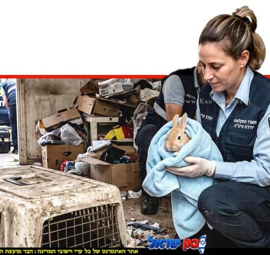 פקחית יחידת האכיפה והחקירות של משרד החקלאות והחי מחלצת ארנב | עיבוד: Gemini Google | עיצוב: שולי סונגו©