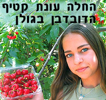 החלה עונת קטיף הדובדבן בגולן