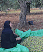 גדי הורוביץ, סמנכ