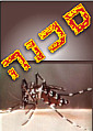 בחדרה נתגלה יתוש הנמר האסייתי