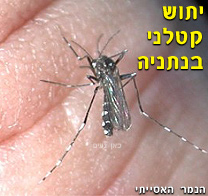 לראשונה בנתניה נתגלתה דגירת יתושי 