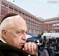 שרון הזיז יד ורגל ימין בתגובה לגרוי כאב