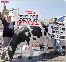 מאות רפתנים הפגינו במחאה על על כוונת ראש הממשלה לפגוע במחיר החלב לרפתנים