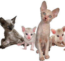 חתול דבון רקס devon rex לאלרגיים לפרוות חתולים רגילים
