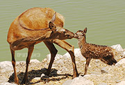 במבי בשם קטיושה הצטרפה למשפחת האיילים האדומים ב