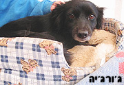 משתלות גבעת-ברנר ו