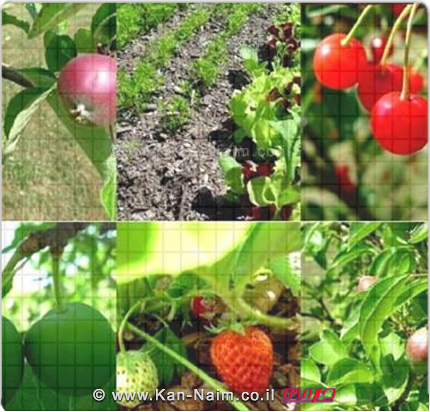 גידולים חקלאיים באיראן מעצמה של פירות, ירקות ועשבי תיבול אורגניים גידולים חקלאיים באיראן מעצמה של פירות, ירקות ועשבי תיבול אורגניים