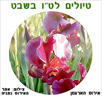 ט