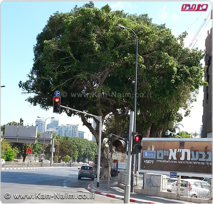 משרד החקלאות, דורש לשמר עץ פיקוס ותיק ועצום בתוואי הרכבת הקלה בעיר תל אביב משרד החקלאות, דורש לשמר עץ פיקוס ותיק ועצום בתוואי הרכבת הקלה בעיר תל אביב