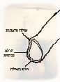 כך גידלתי מחדש את העורלה שלי