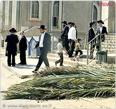 גן-יבנה: המועצה תחלק סכך חינם לתושבים לרגל חג סוכות 