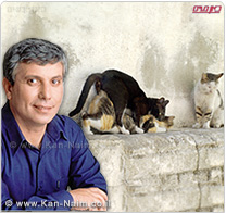 משרד החקלאות בשיתוף האוצר, הגדילו מימון התכנית למבצע ארצי של עיקור חתולי רחוב