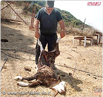 ארגון מגדלי בקר לבשר: להקות זאבים, התרבו והן טורפות את עגלי הבקר בגליל המערבי