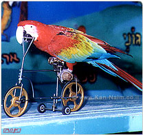 אנונימוס; התעללות וניצול ב
