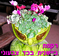 רקפת ביישנית בכד צבעוני
