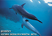 להקה של 40 דולפינים נצפתה בחוף גבעת אולגה